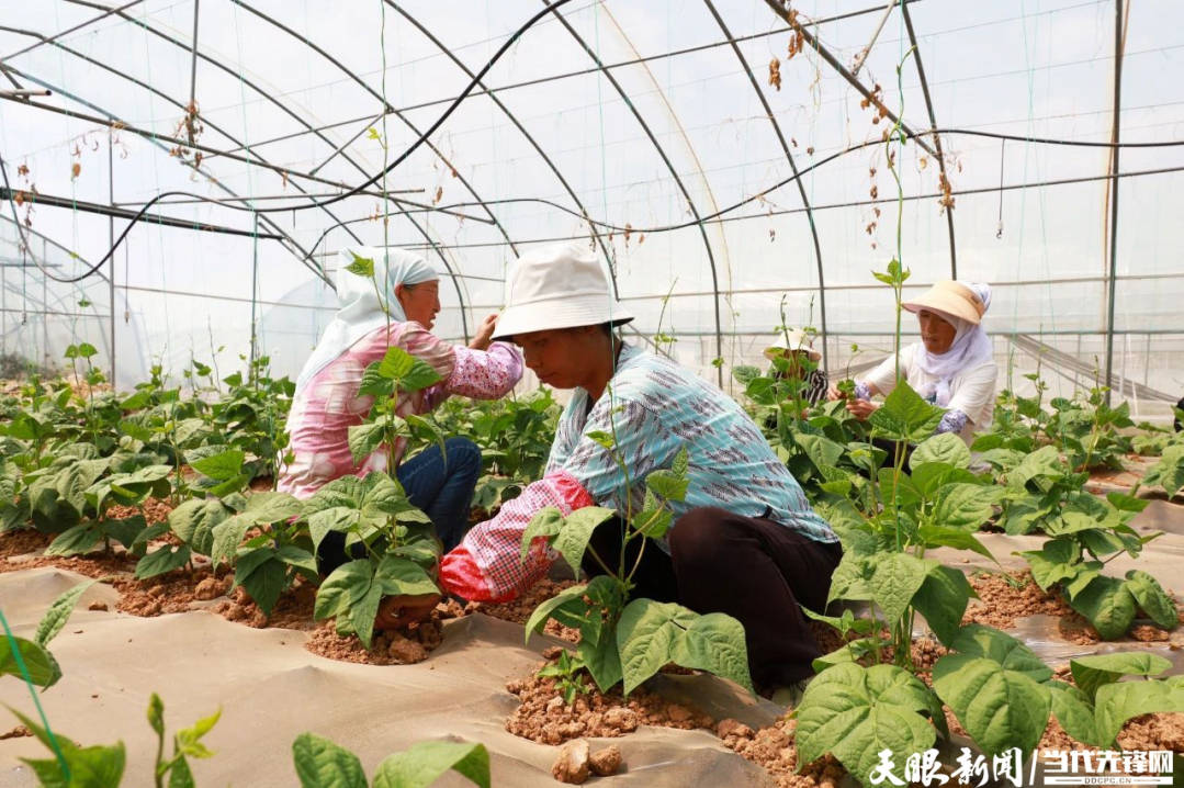 百家号：2023管家婆资料正版大全澳门-威宁观风海镇：“大棚经济”助力乡村振兴