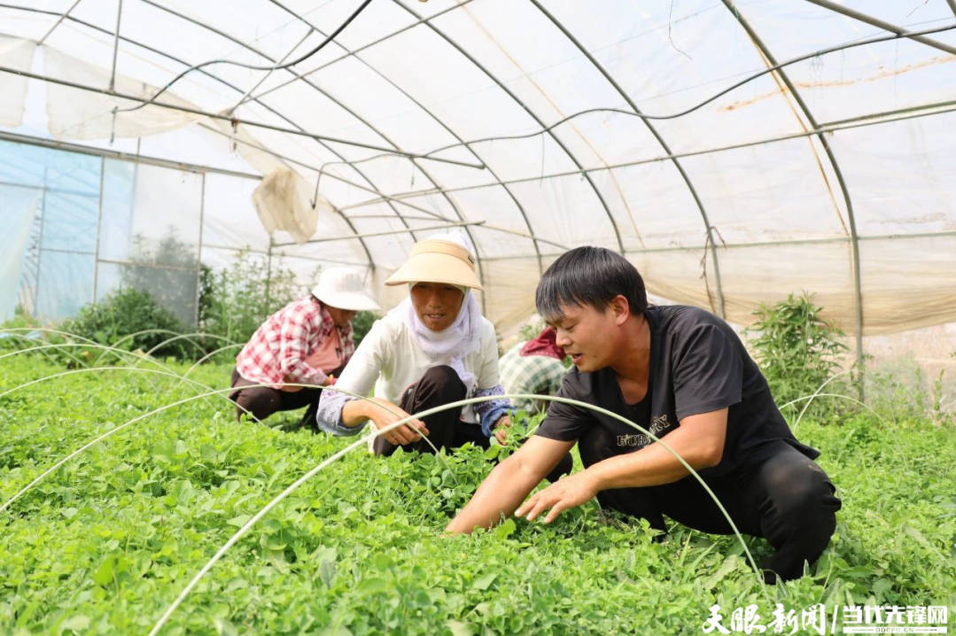 百家号：2023管家婆资料正版大全澳门-威宁观风海镇：“大棚经济”助力乡村振兴